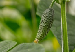 夢見收到黃瓜的 9 個夢境解釋：夢見摘小黃瓜、夢見種植小黃瓜