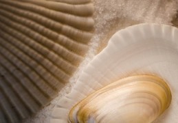夢見大蛤蜊的 14 個夢境解釋：夢見大蛤蜊裡面有蟲子、夢見看到幾隻大蛤蜊