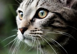 夢見鼻毛掉落的 9 個夢境解釋：夢見鼻毛掉落的流血 、夢見鼻毛上有蟲子