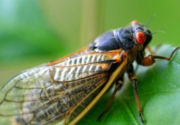 夢見抓蟬的 9 個夢境解釋：夢見失蹤的蟬、夢見蟬進入你家