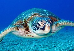 夢見綠海龜：13 個意義和象徵