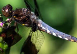 夢見黑蜻蜓：13 個意義和象徵