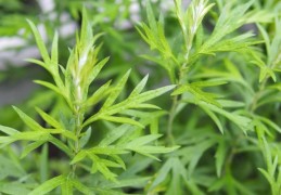 15 種艾蒿夢境解讀：夢見艾草、夢見吃艾蒿、夢見枯萎的艾蒿