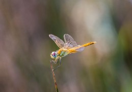 10個蜻蜓夢境含義：夢見五彩斑斕的蜻蜓、夢見黑蜻蜓、夢見白蜻蜓