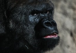 夢見與黑猩猩交談：7 個意義和象徵