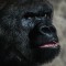 夢見與黑猩猩交談：7 個意義和象徵