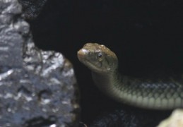 夢見被蛇咬的 9 個夢境解釋：夢見一條大蛇、夢見抓蛇