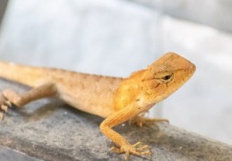 夢見死蜥蜴：6 個意義和象徵