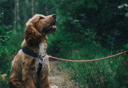 夢見被狗追逐的 9 個夢境解釋：夢見被狗追後逃跑、夢見狗群追逐你