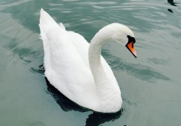 夢見天鵝 ：80種場景與解釋