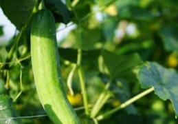 夢見一根大黃瓜的 9 個夢境解釋：夢見黃瓜田、夢見與他人分享黃瓜