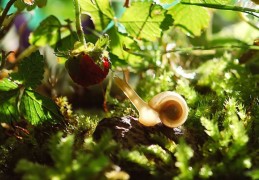 25個蝸牛夢境含義：夢見海裡的蝸牛、夢見嘴裏有蝸牛、夢見頭髮上有蝸牛