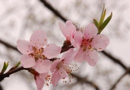 夢見桃花的 9 個夢境解釋：夢見走在桃花下、夢見桃花被風吹走