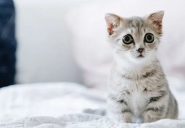 夢見養小貓的 5 個夢境解釋：夢見擁有更多小貓、夢見一隻小貓死去