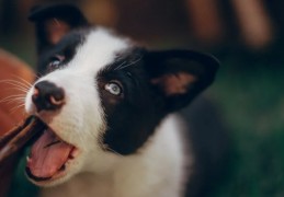 夢見被狗咬傷腿部的 9 個夢境解釋：夢見一隻狗死去、夢見一隻狗在笑