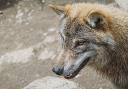 夢見被狼咬傷的 9 個夢境解釋：夢見戰狼、夢見抓狼