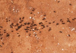 夢見螞蟻 ：100種場景與解釋