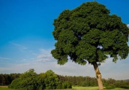 夢見樹是什麼意思？預示什麼