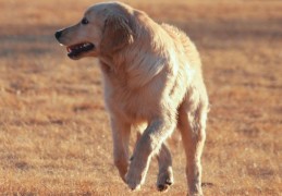 ​夢見狗攻擊的 9 個夢境解釋：夢見一隻狗追你、夢見擁抱一隻狗