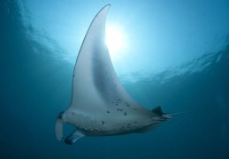 夢見鳐魚的 13 個夢境解釋：夢見一群魟魚 、夢見巨型魟魚