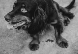 ​夢見狗死去的 9 個夢境解釋：夢見一隻死狗復活 、夢見一隻陌生狗死去