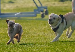 夢見狗追逐你的 9 個夢境解釋：夢見有隻狗接近你 、夢見一隻死狗出來