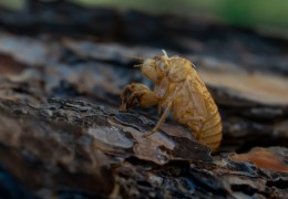 夢見蟬鳴的 9 個夢境解釋：夢見房間裡蟬鳴、 夢見蟬附在樹上哭泣