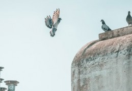 夢見驅逐鴿子是什麼意思？意義和象徵、心理狀態、情境解讀