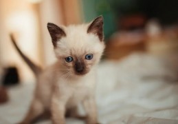 夢見餵食小貓的 10 個夢境解釋：夢見救一隻小貓 、夢見多隻小貓