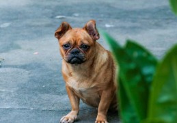 夢見會說話的狗的 9 個夢境解釋：夢見失去你的狗 、 夢見一隻白狗