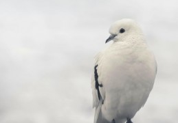 夢見鴿子 ：51種場景與解釋