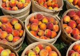 夢見摘桃子的 9 個夢境解釋：夢見與他人分享桃子、夢見偷桃子