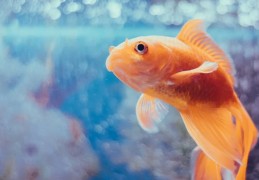 夢見大金魚的 9 個夢境解釋：夢見一條金魚逃跑、夢見吃金魚