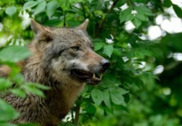 夢見捕捉狼的 9 個夢境解釋：夢見一群狼、夢見殺死一隻狼