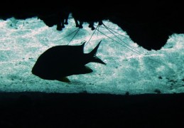 夢見黑魚的 7 個夢境解釋：夢見被黑魚襲擊、夢見放下黑魚