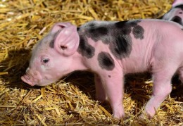 夢見小豬的 14 個夢境解釋： 夢見被小豬咬、夢見生病的小豬