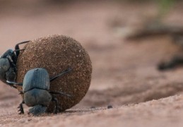 夢見擦大便的 9 個夢境解釋：夢見擦大便時水溢出、夢見擦大便時難聞味道