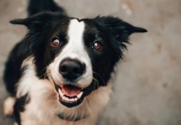 夢見被狗咬屁股的 9 個夢境解釋：夢見一隻狗走進你家 、 夢見狗咬人