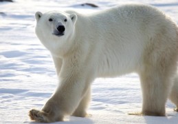 夢見北極熊是什麼意思？夢境預示什麼