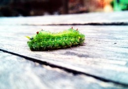 夢見蠕蟲 ：51種場景與解釋