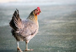 夢見雞 ：50種場景與解釋