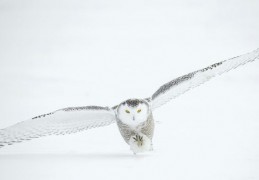 夢見貓頭鷹：52種場景與解釋