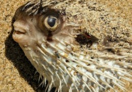 夢見河豚：9 個意義和象徵