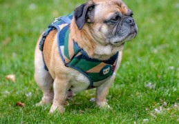 夢見狗狗踩到糞便的 8 個夢境解釋：夢見一隻狗坐在糞便上、夢見幾隻狗一起大便