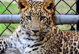 夢見擁有一隻豹：13 個意義和象徵