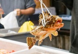 夢見買魚的 9 個夢境解釋：夢見死魚、夢見魚逃跑