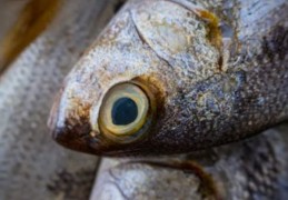  夢見吃金槍魚的 9 個夢境解釋：夢見吃金槍魚壽司、夢見用金槍魚做飯