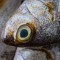  夢見吃金槍魚的 9 個夢境解釋：夢見吃金槍魚壽司、夢見用金槍魚做飯