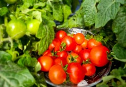 夢見紅番茄的 9 個夢境解釋： 夢見賣番茄、夢見腐爛的番茄