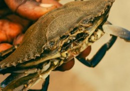 夢見螃蟹的 9 個夢境解釋：夢見螃蟹咬我、夢見死蟹